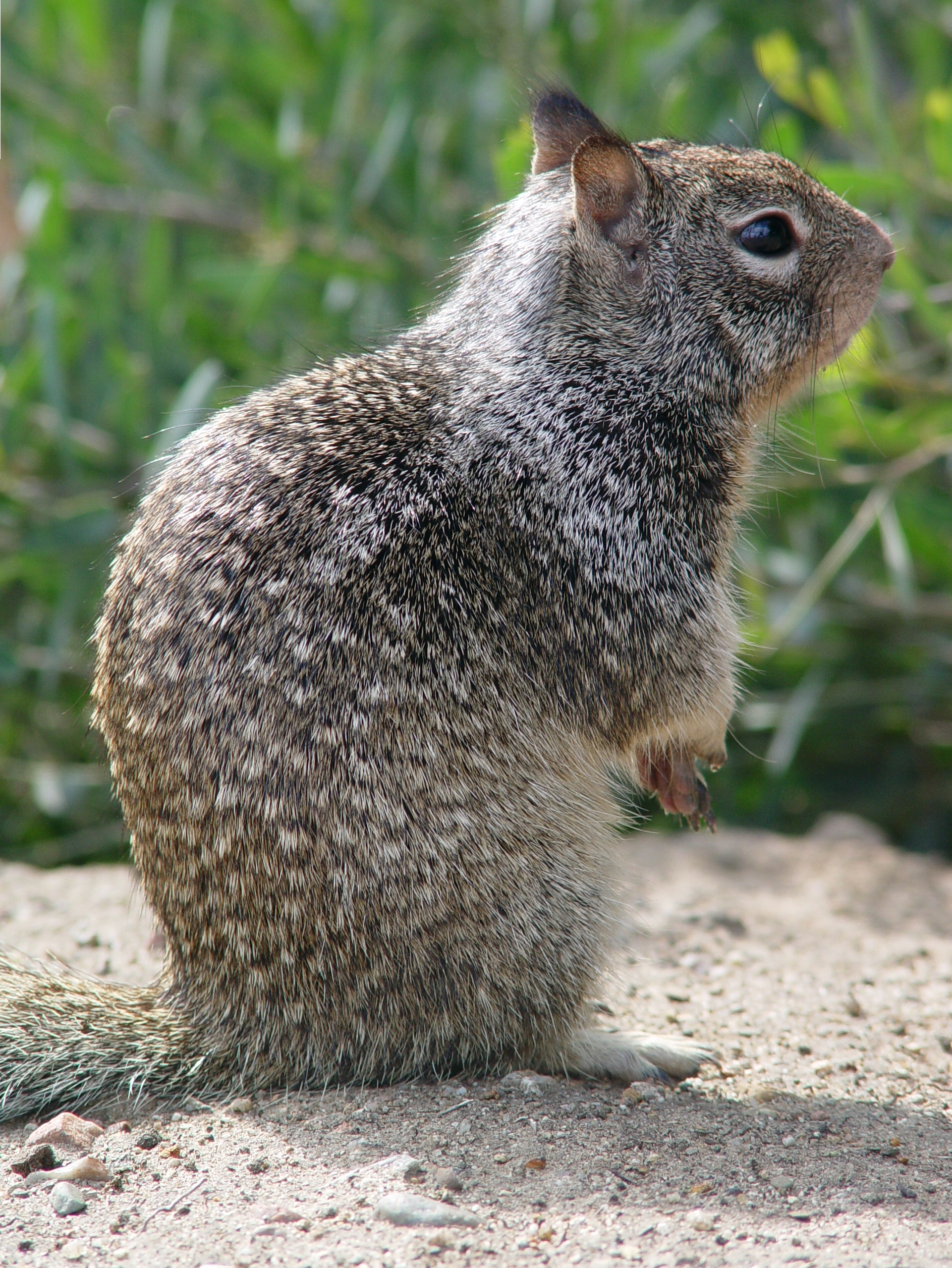 File:CA Ground Squirrel on hind legs.jpg - Wikimedia Commons