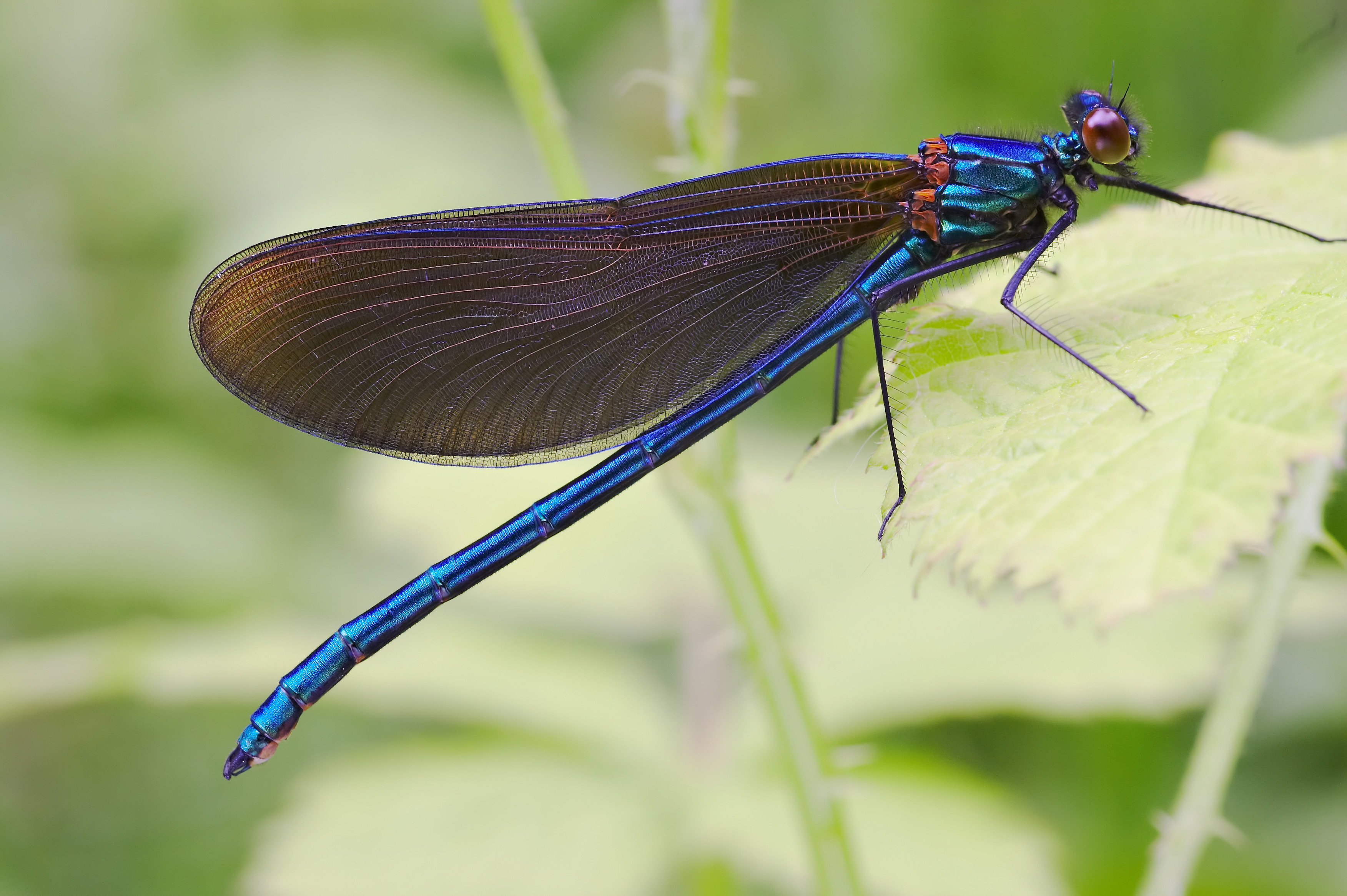 Kelompok Hewan Vertebrata