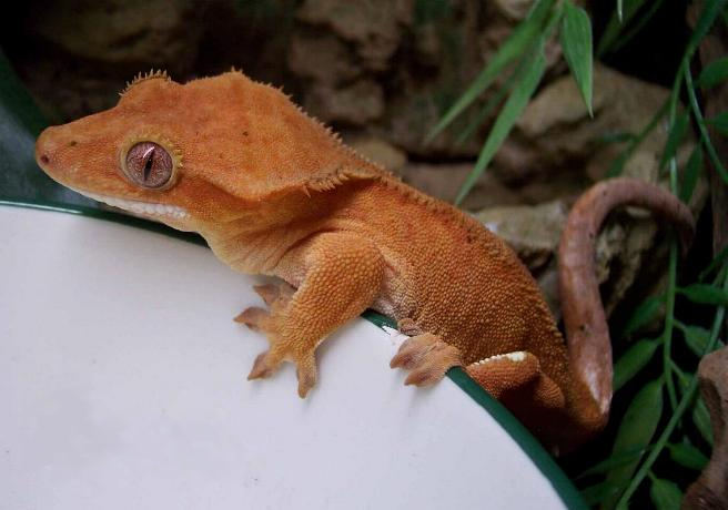 Orange Nosy Be Gecko