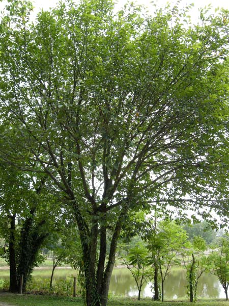 പ്രമാണം:Lakoocha tree.JPEG