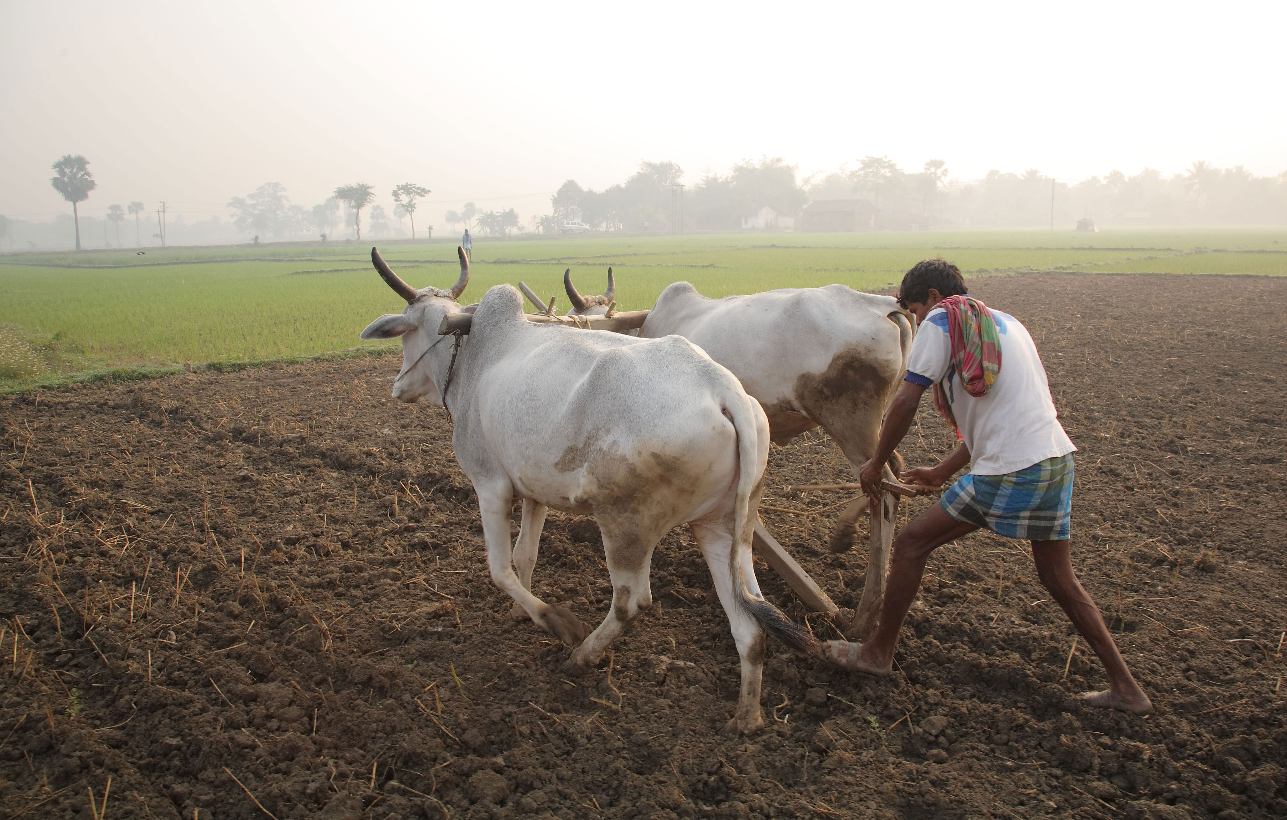 Sluts in Farm