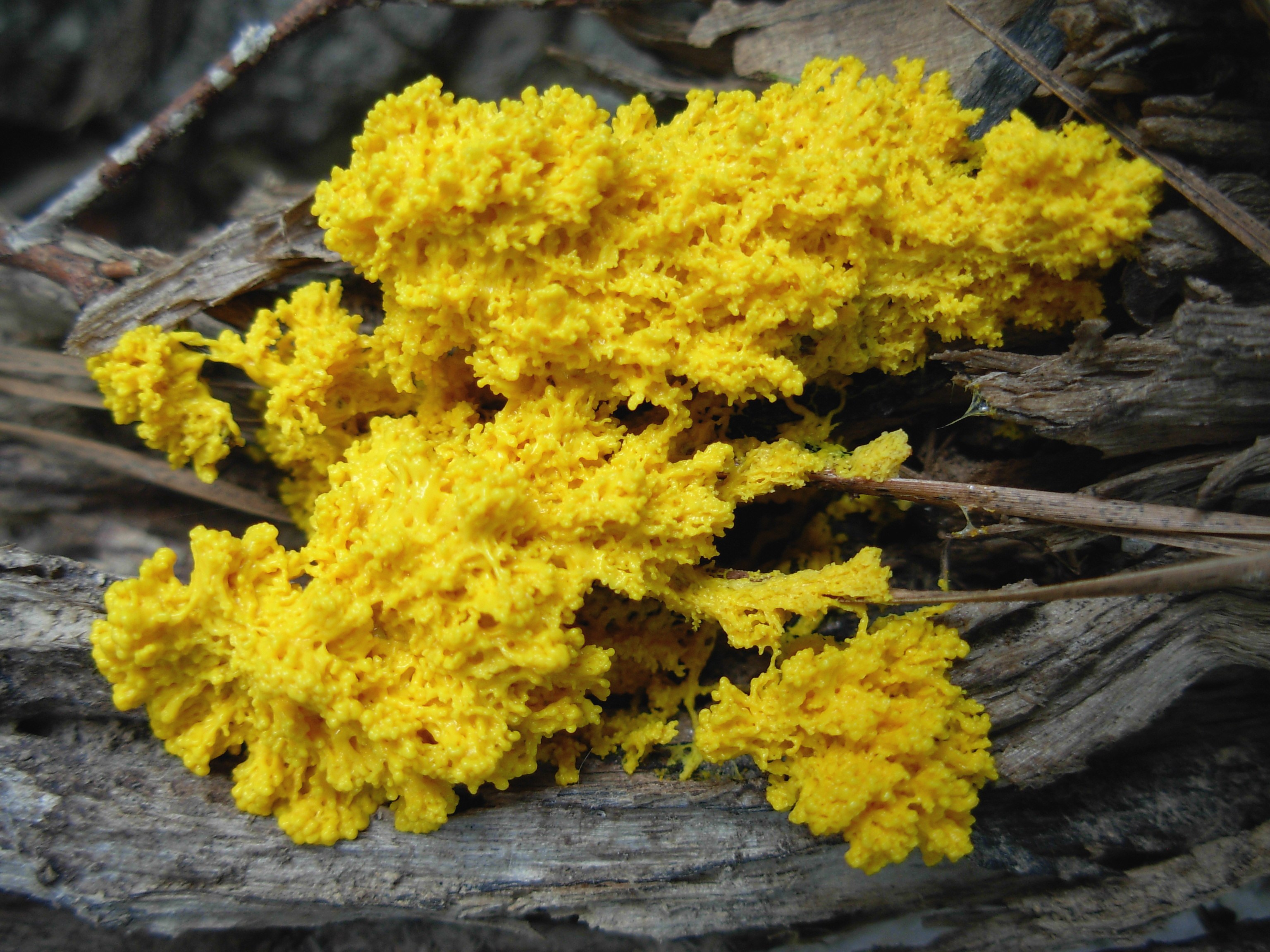 Slime mold image By Lawrence Durell Wade, M.D. (Own work) [CC-BY-SA-3.0 (http://creativecommons.org/licenses/by-sa/3.0)], via Wikimedia Commons