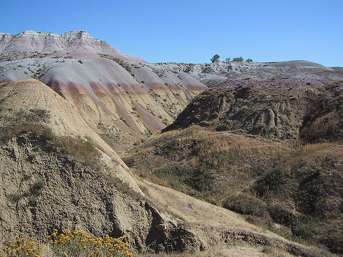 South_Dakota_Jungle_2.jpg