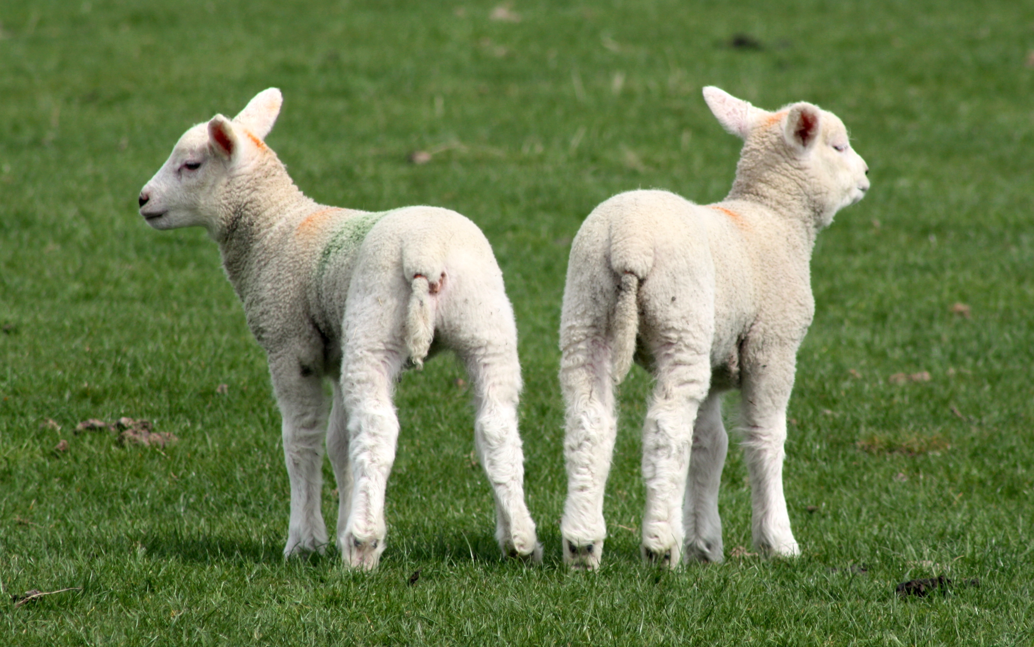 Photos Lambs