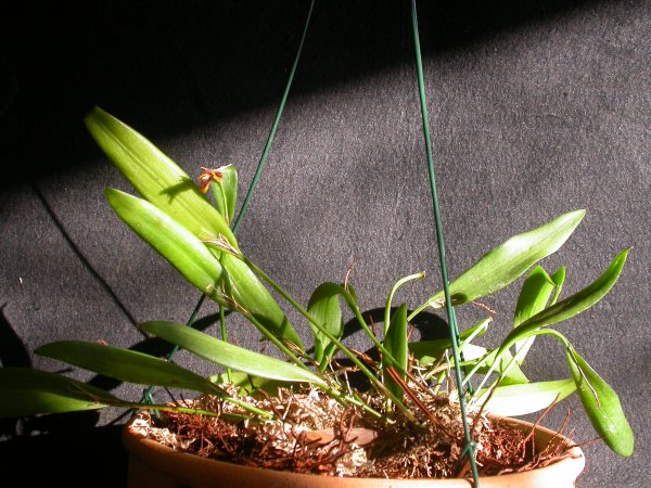 Pleurothallis tricarinata image