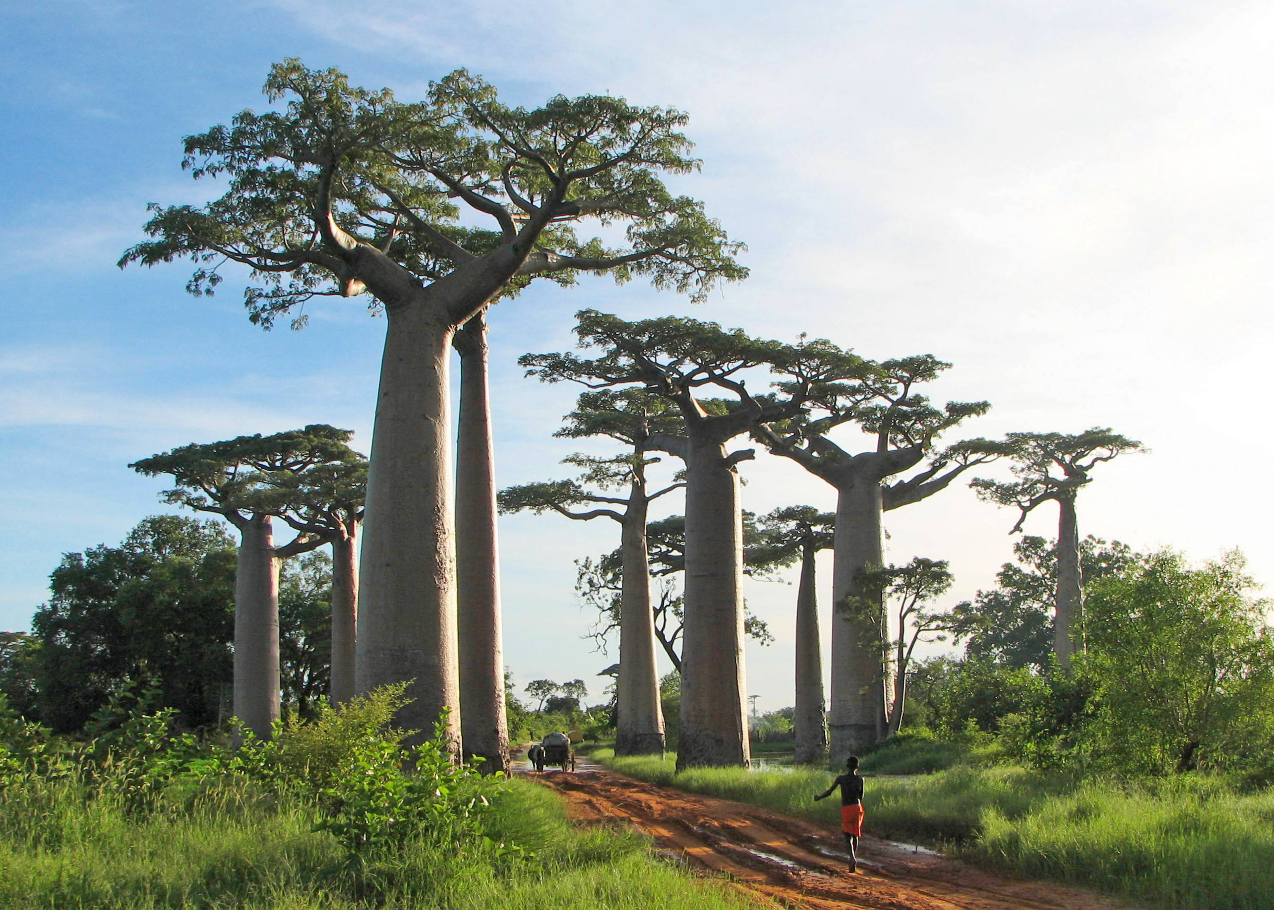Adansonia grandidieri02 Baobab   The Upside Down Tree [25 Pics]