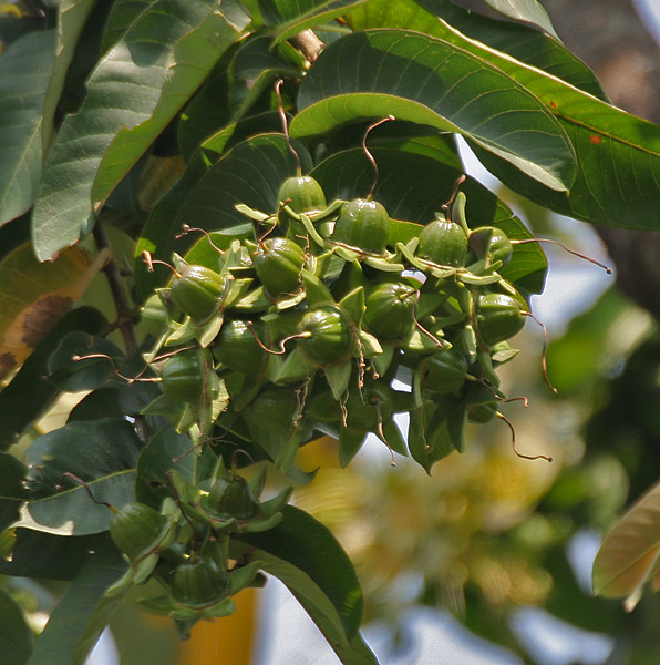 Duabanga Grandiflora