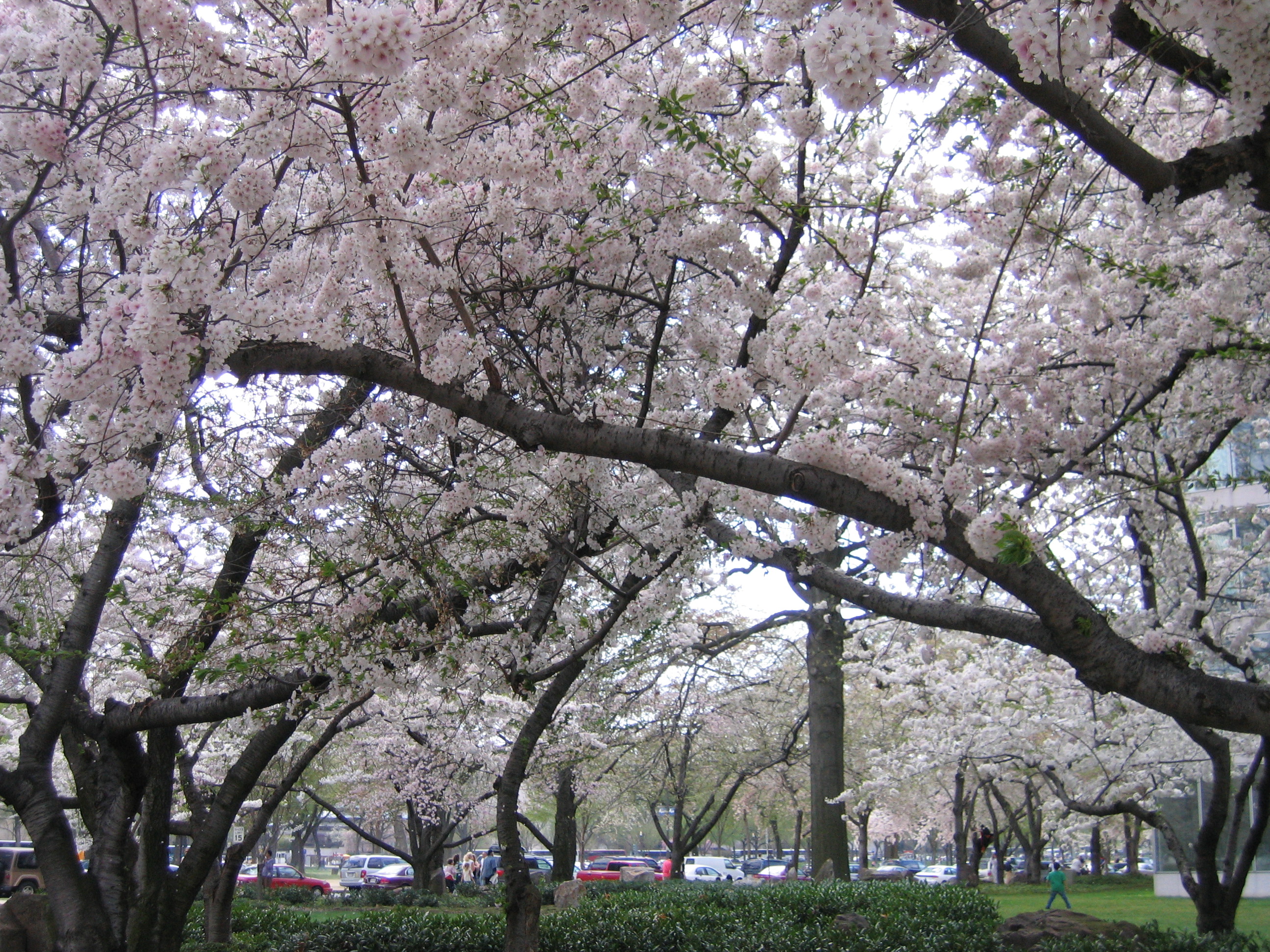 Dc Blossoms