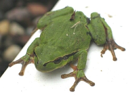 Soubor:Laubfrosch-wiki.jpg