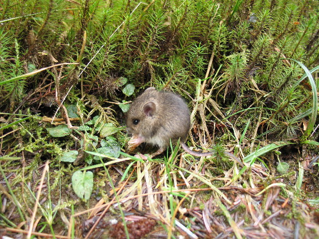 mouse in forest