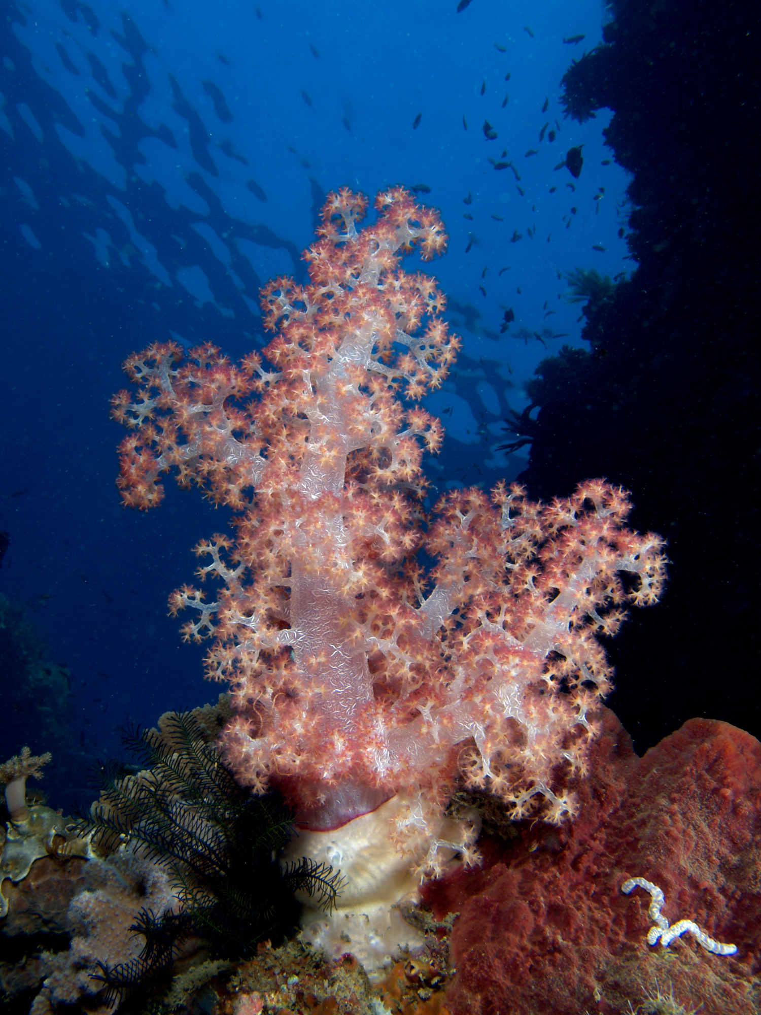 Soft Tree Coral
