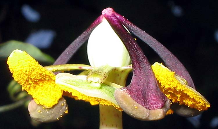 Passiflora caerulea image