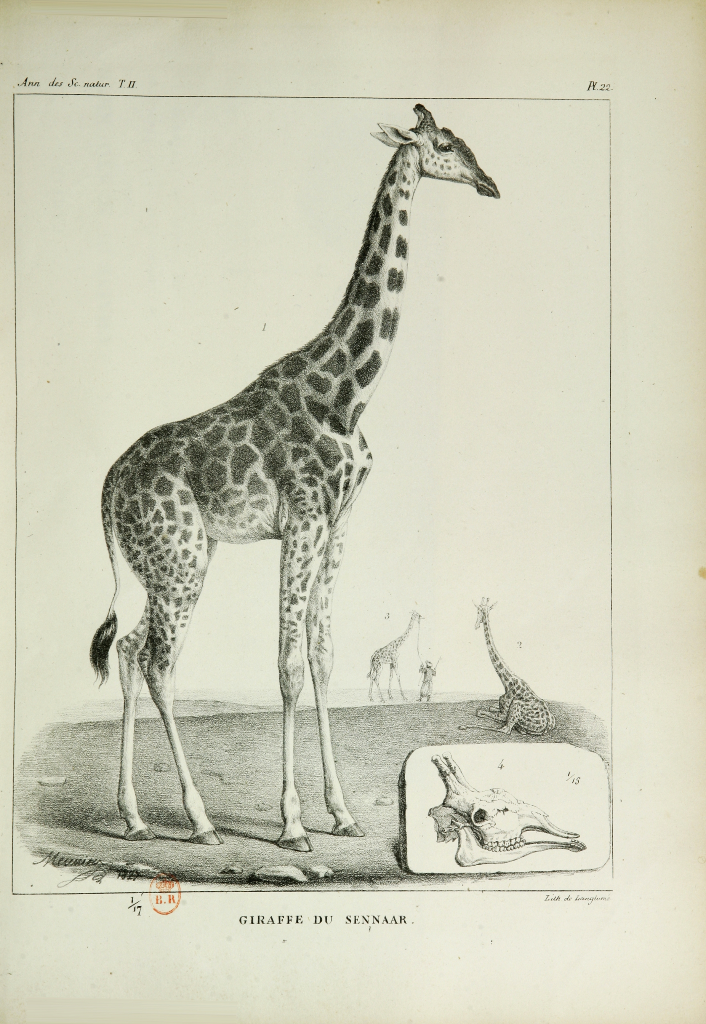 Giraffe_du_Sennaar.png