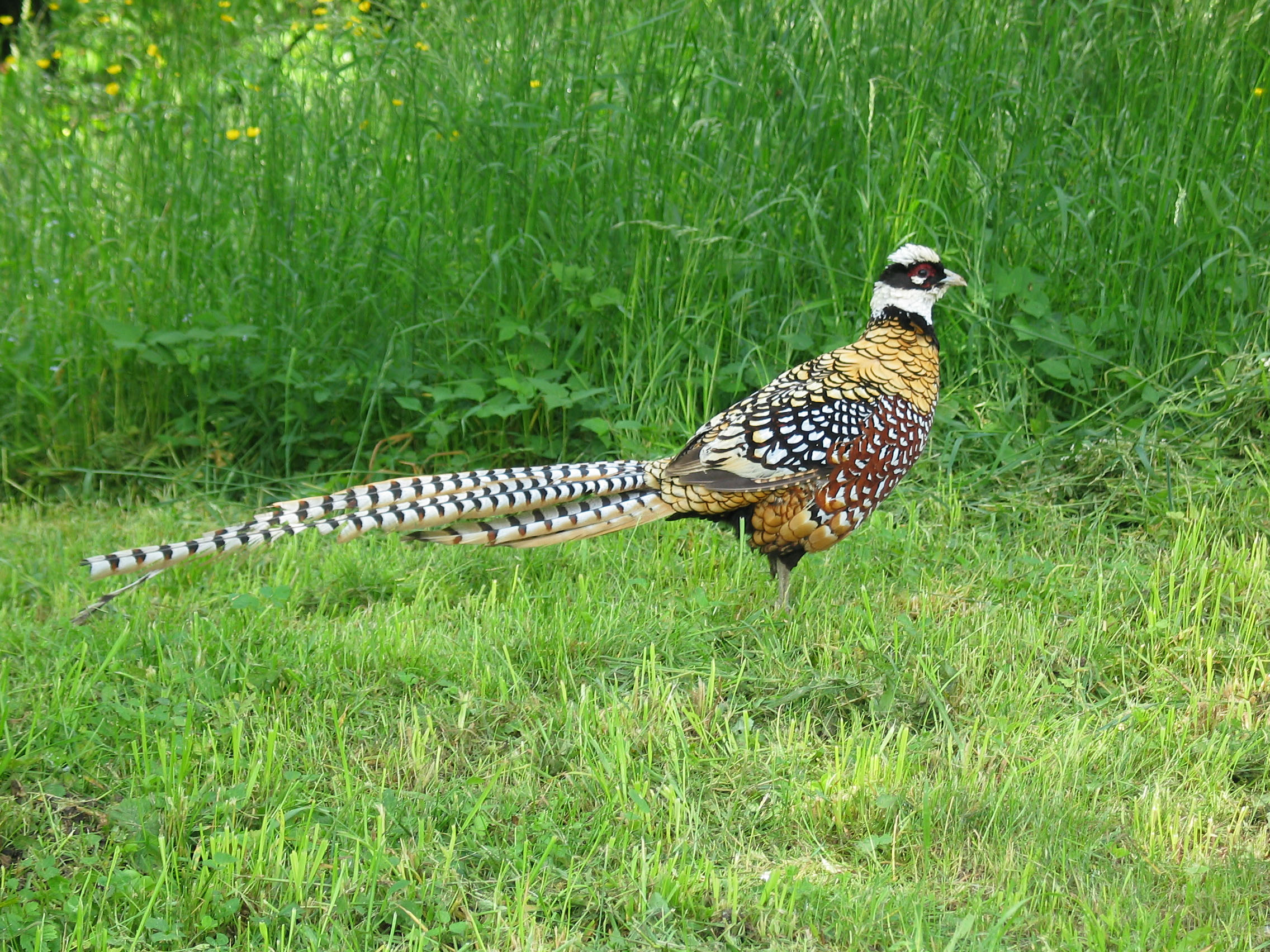 Syrmaticus Reevesii