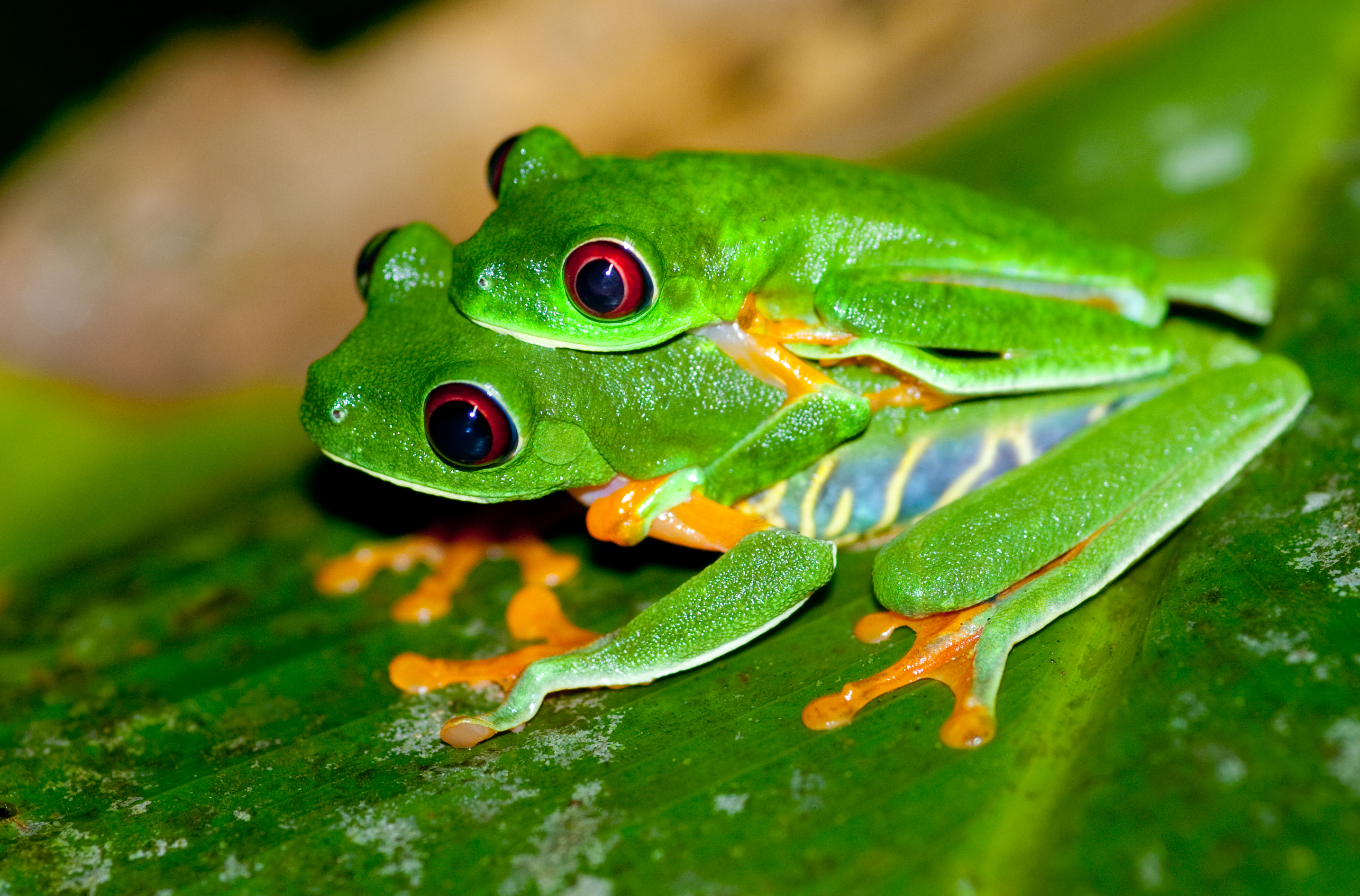 Resultado de imagem para red eyed tree frog female and male