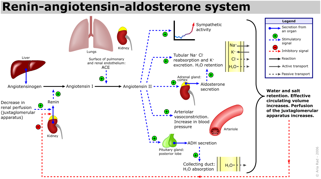 ACE Inhibitors - Medpedia