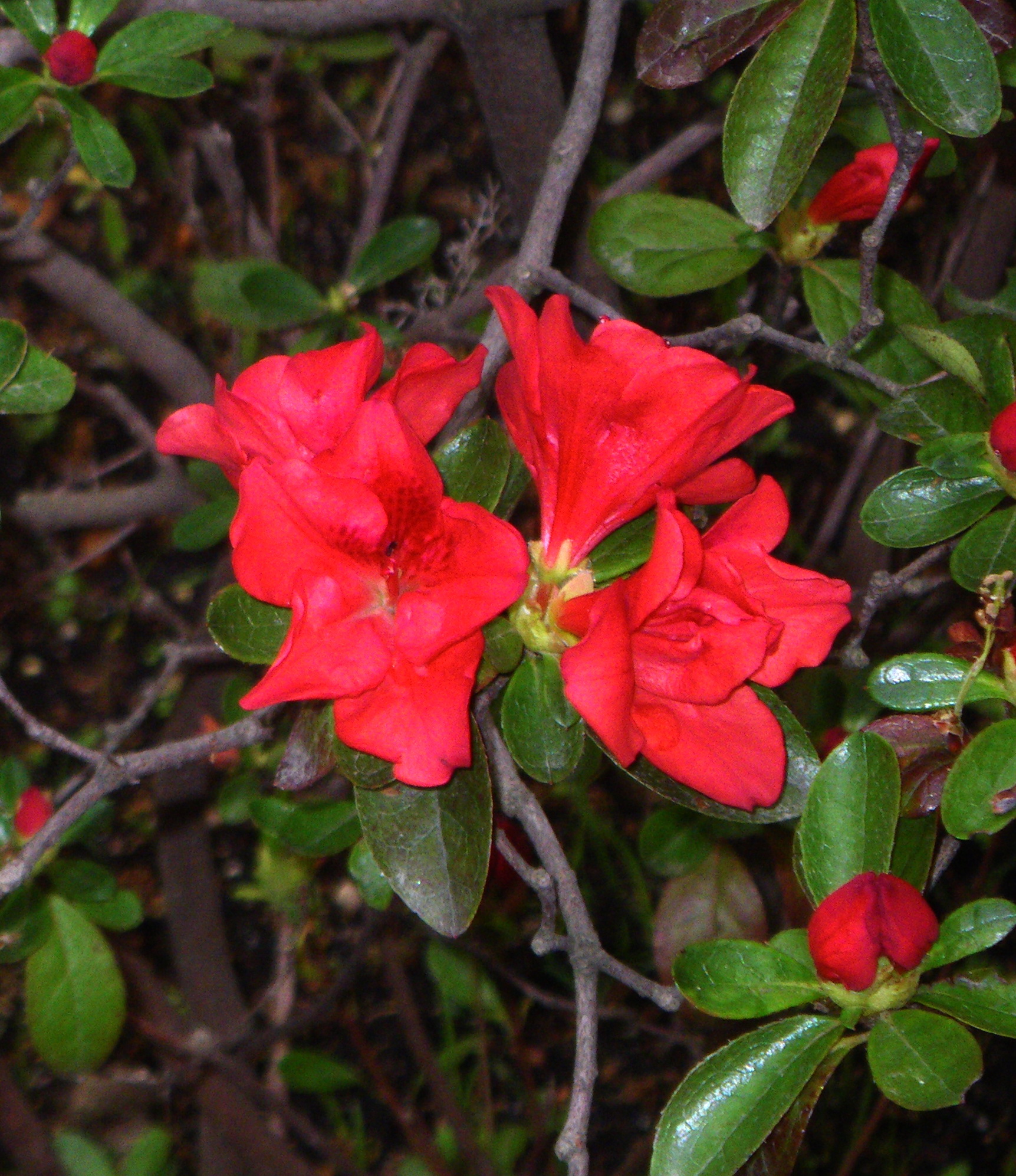 Orange Rhododendron