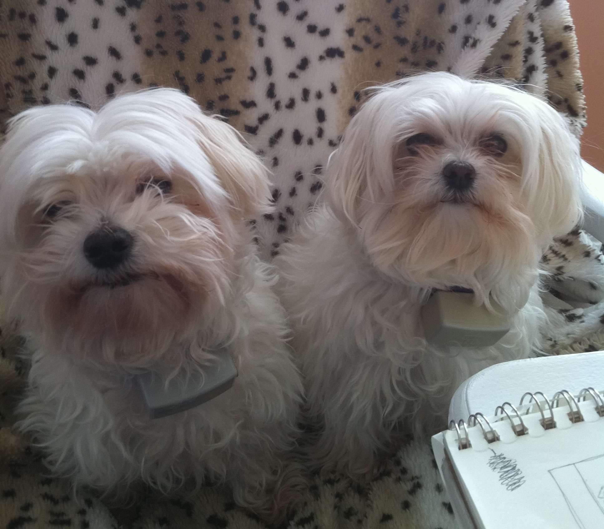 Barry Bonds: Home run king enters schnauzer in Westminster Dog Show