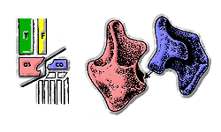 À droite schéma de l'agencement des os du tarse, à gauche, dessins de l'imbrication entre l'astragale (en rouge) et le calcanéum (en bleu).