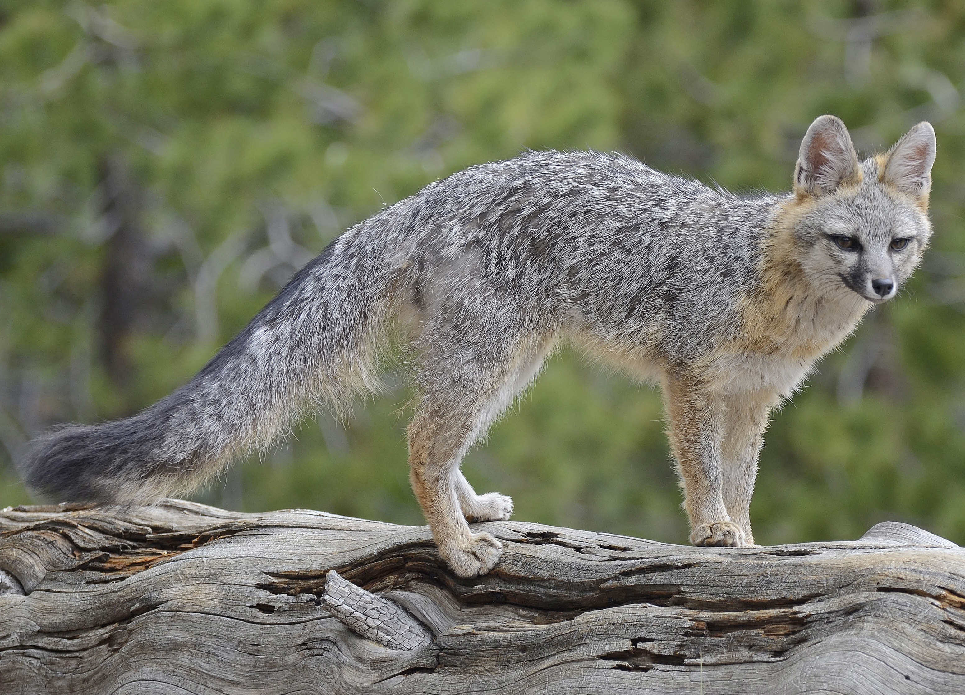 Grey fox