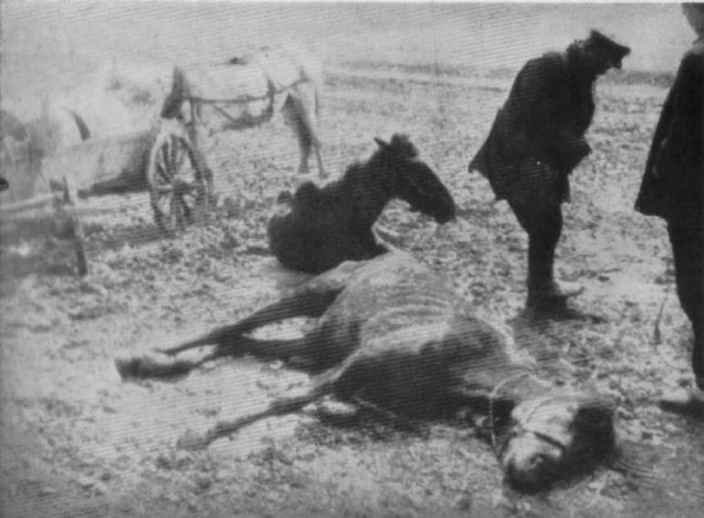 Collectivization - starving horses at the village fence of Kharkov in 1933.