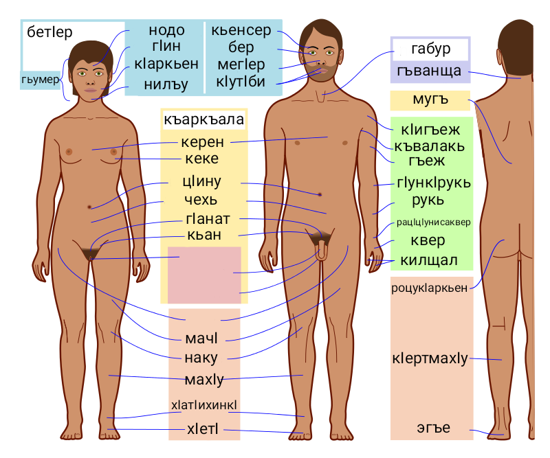 Human_body_features-av_dark_skin