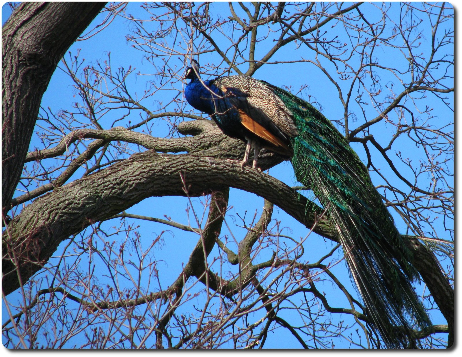 Peacock On Tree