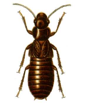 Mastotermes darwiniensis or Darwin Termite, is...