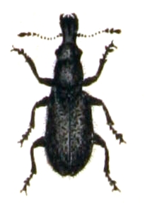 Nemonyx lepturoides