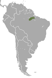 Distribuição geográfica do sagui-branco.