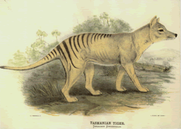 Tasmanian Tiger (lithograph)