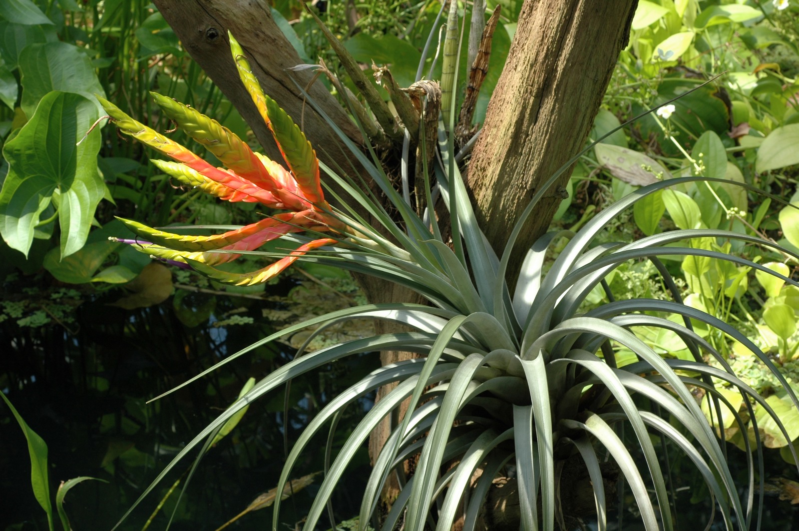 File:Tillandsia fasciculata.JPG - Wikipedia