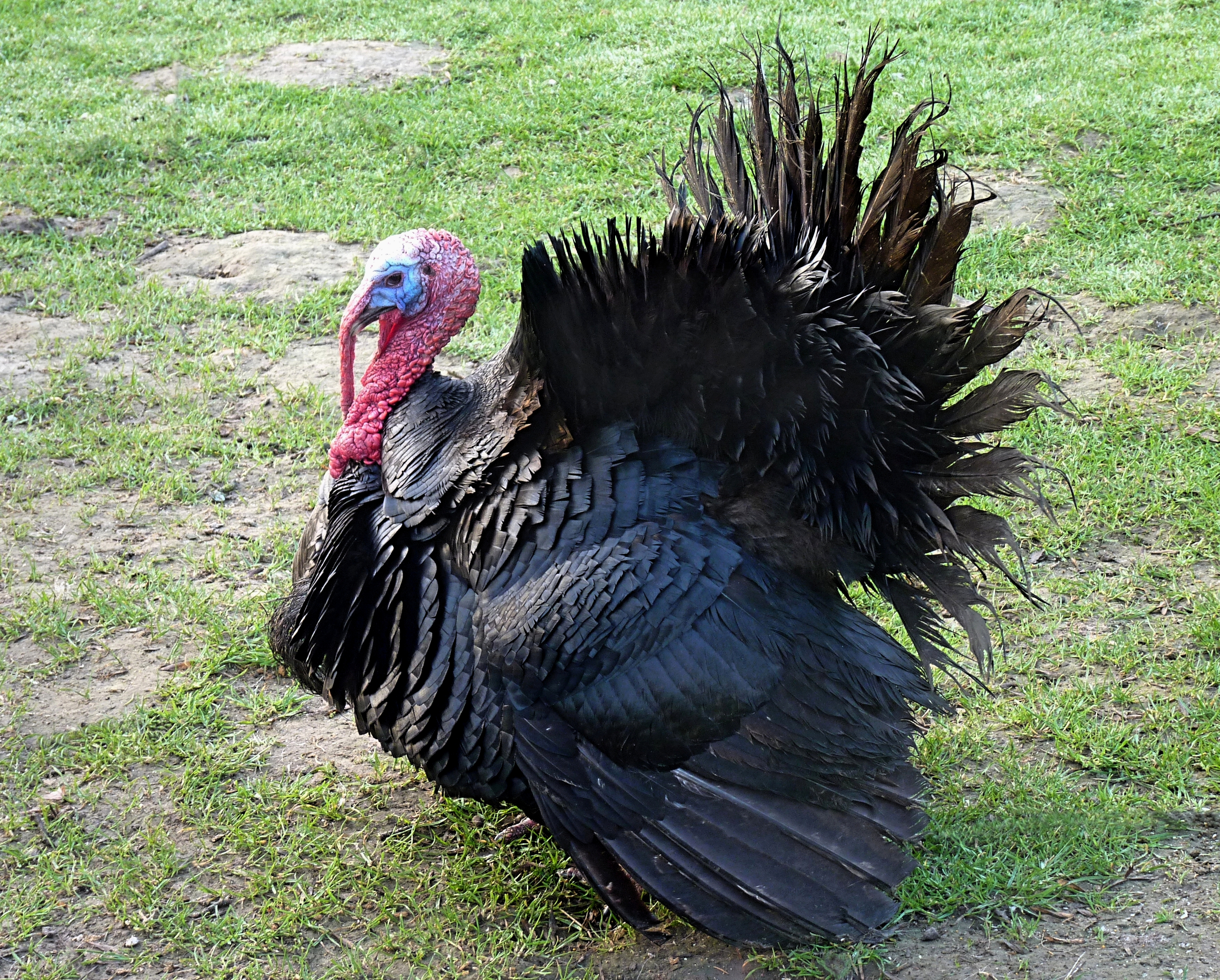 File:Turkey bird J1.jpg