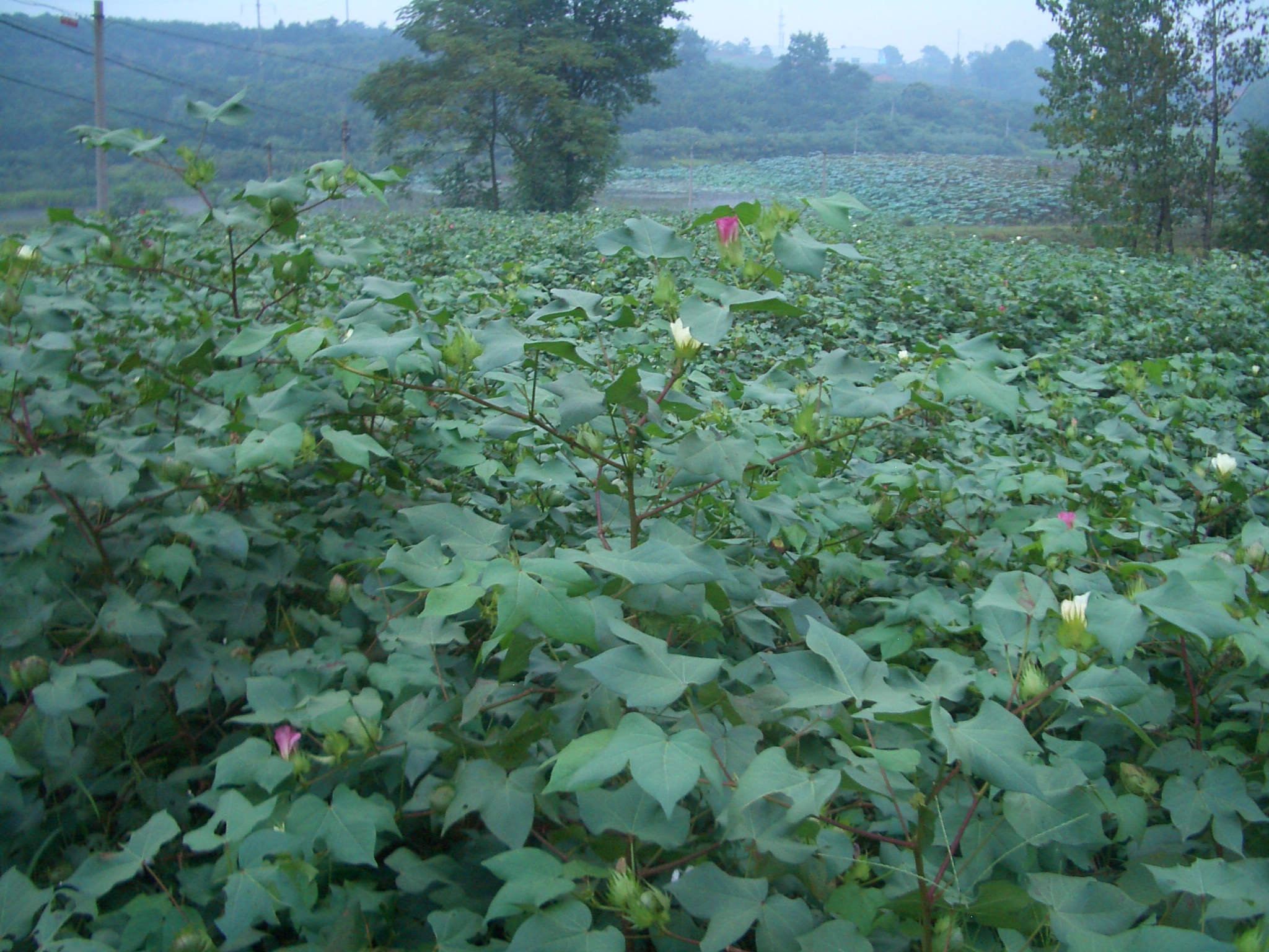Yangxin-County-cotton-field-0050
