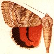 Catocala hippolyta