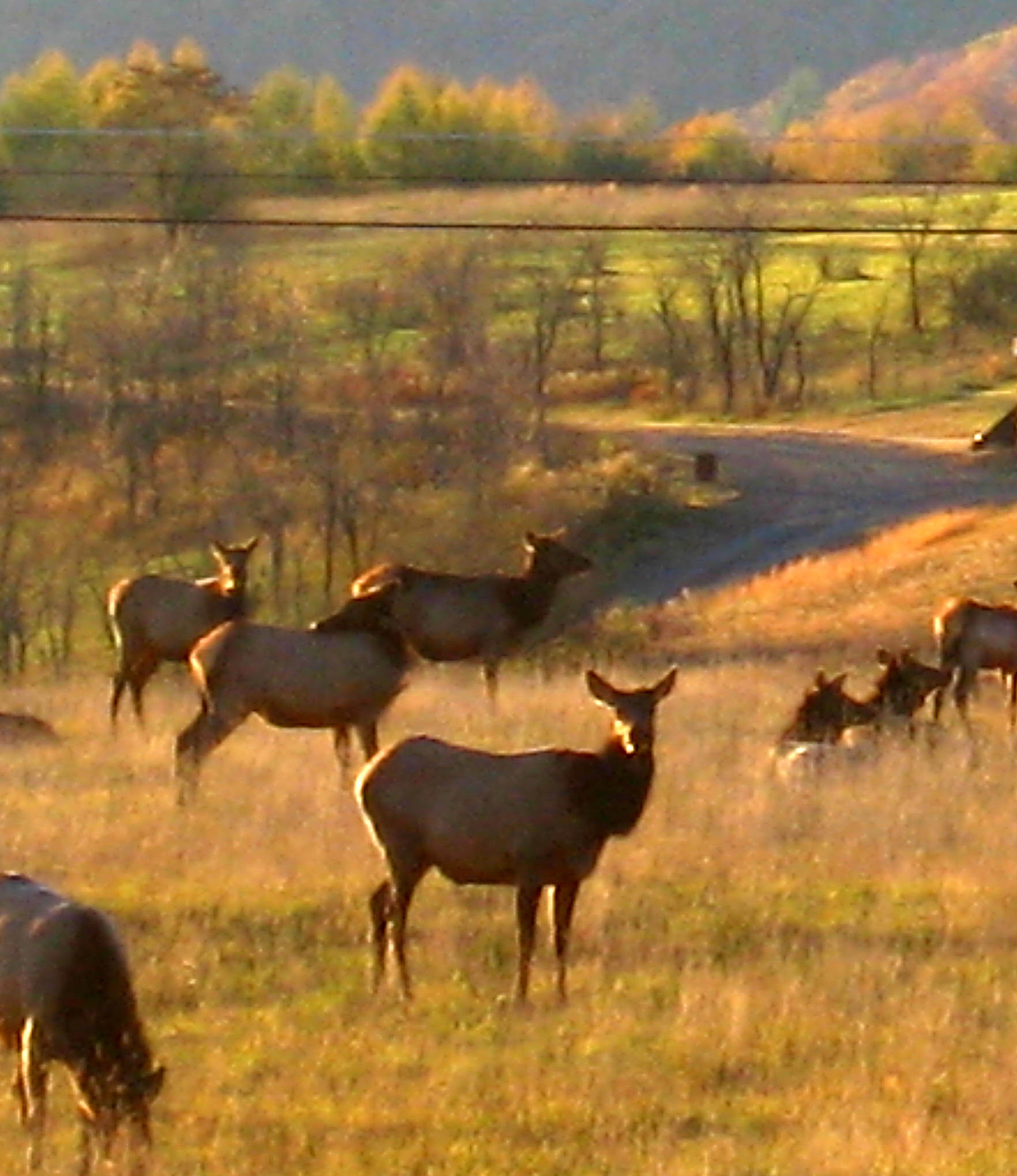 cow elk