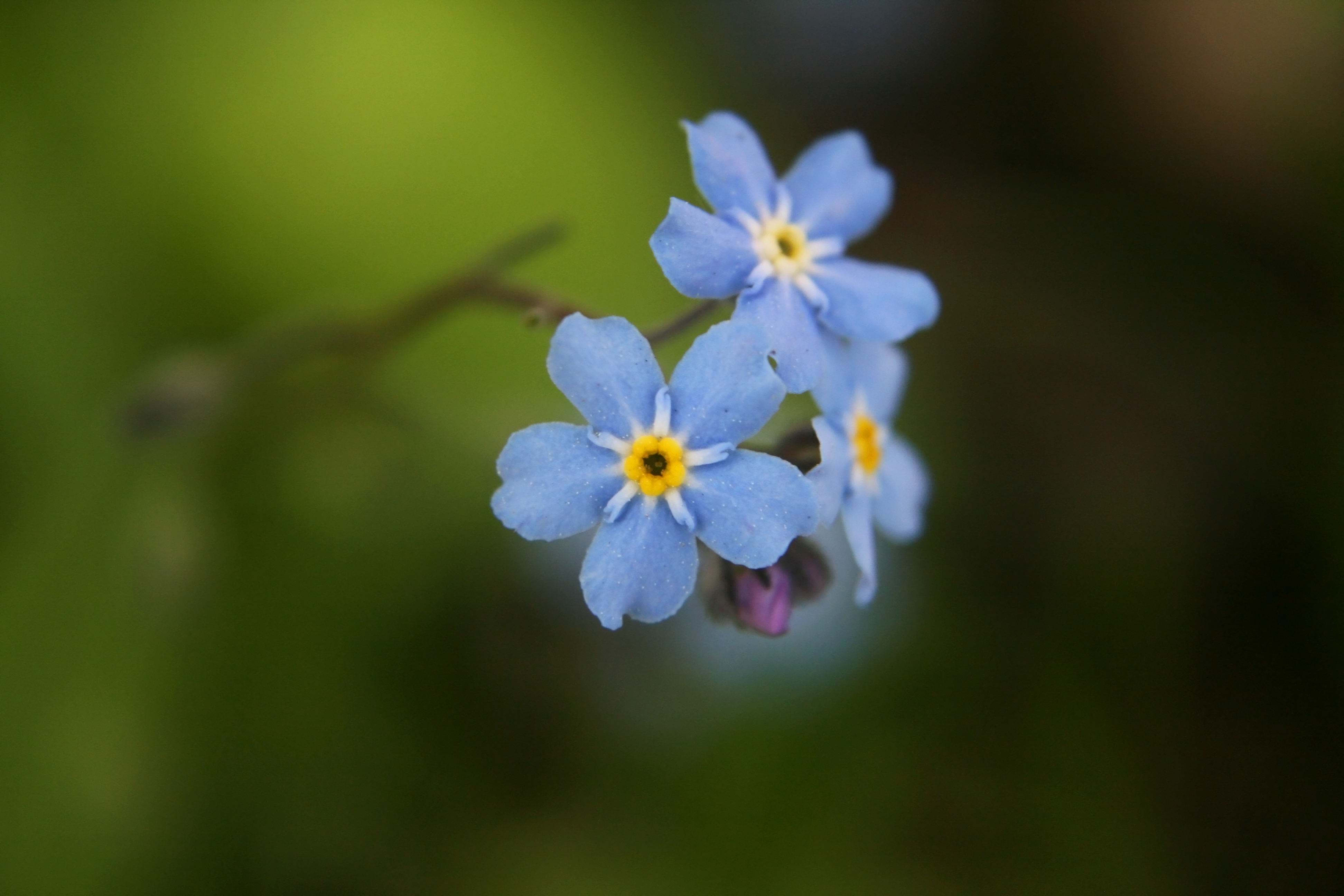 Forget-me-not - Picture Colection