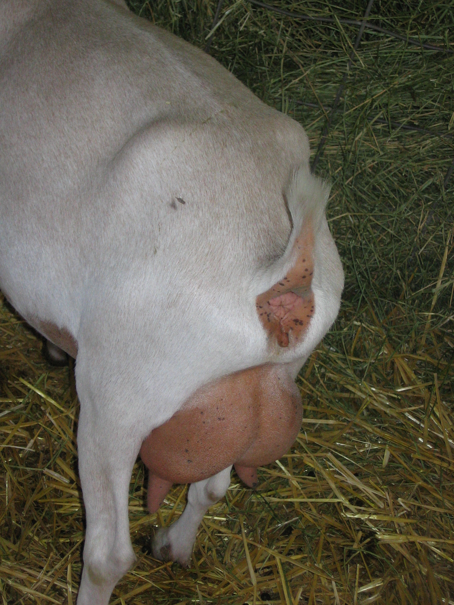 Shaved goat