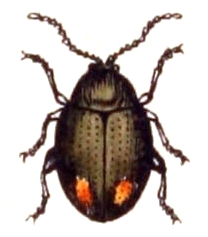 Hippuriphila modeeri