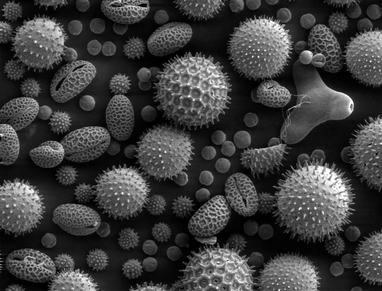 A scanning electron microscope image of pollen