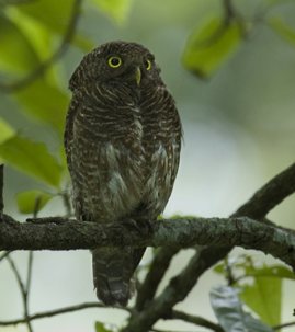 Ficheiro:Raw25-Dooars DSC0013 Jungle owlet himadrimondal crp-tight.jpg