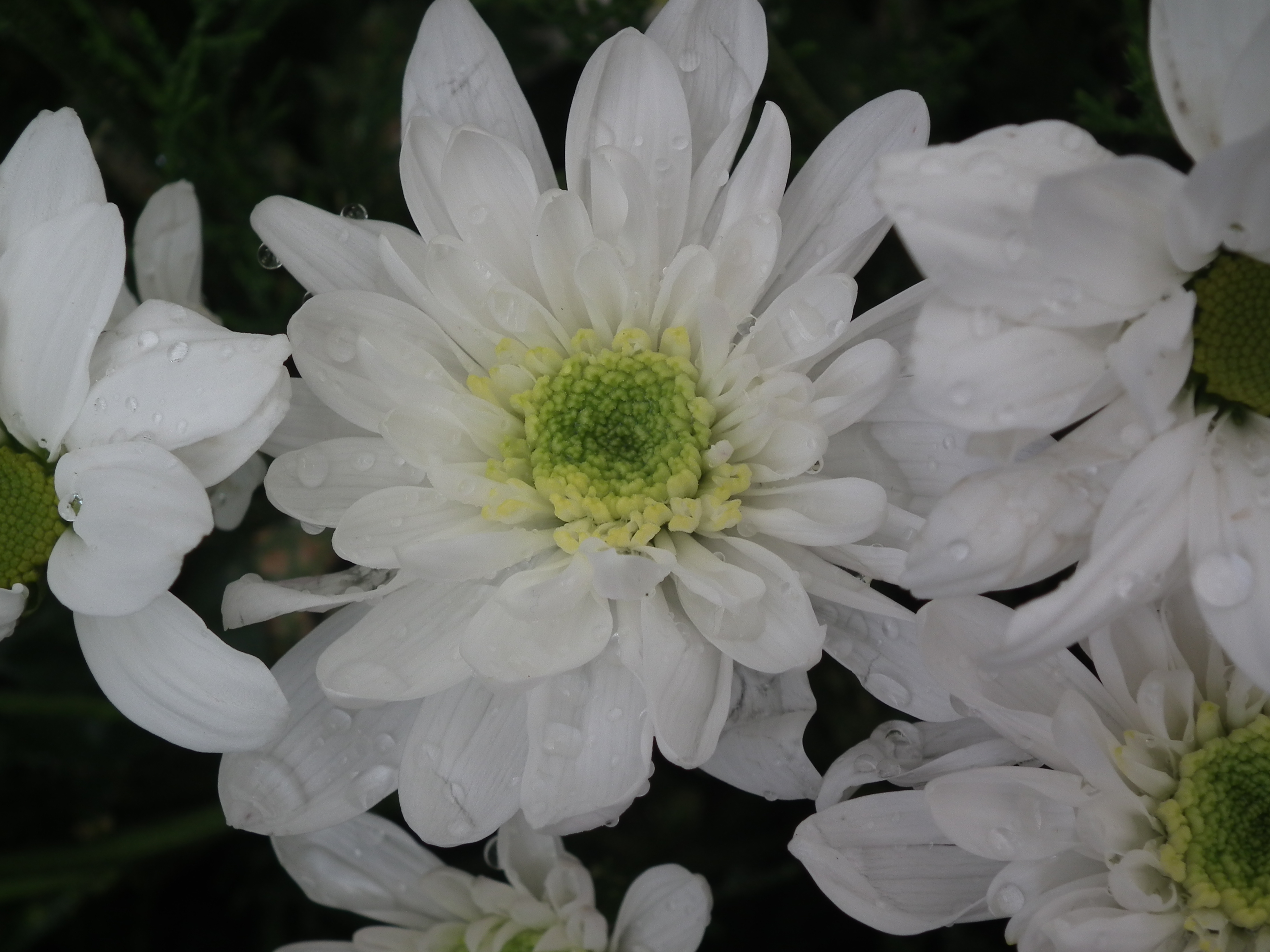 Description White Chrysanthemum from lalbagh 1748.JPG