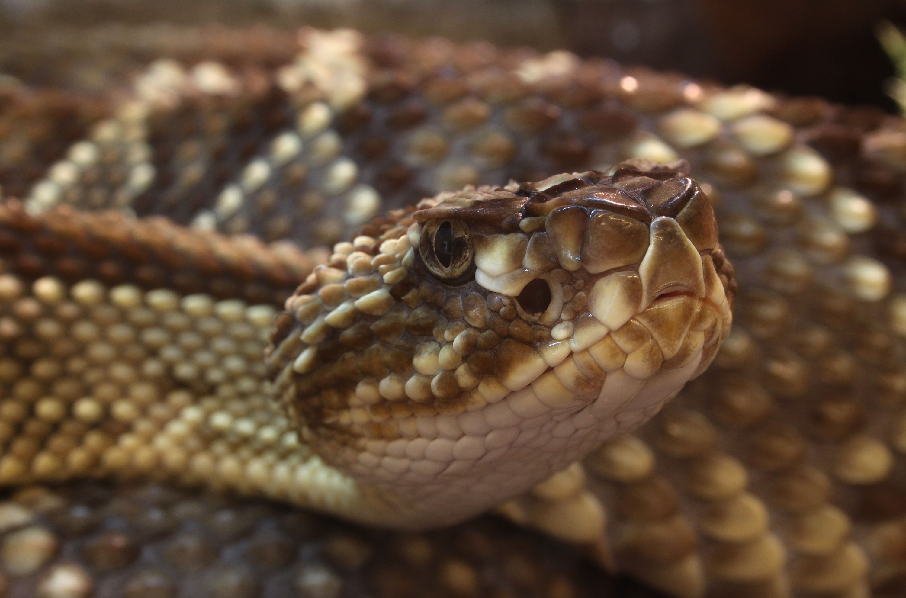 Crotalus Durissus