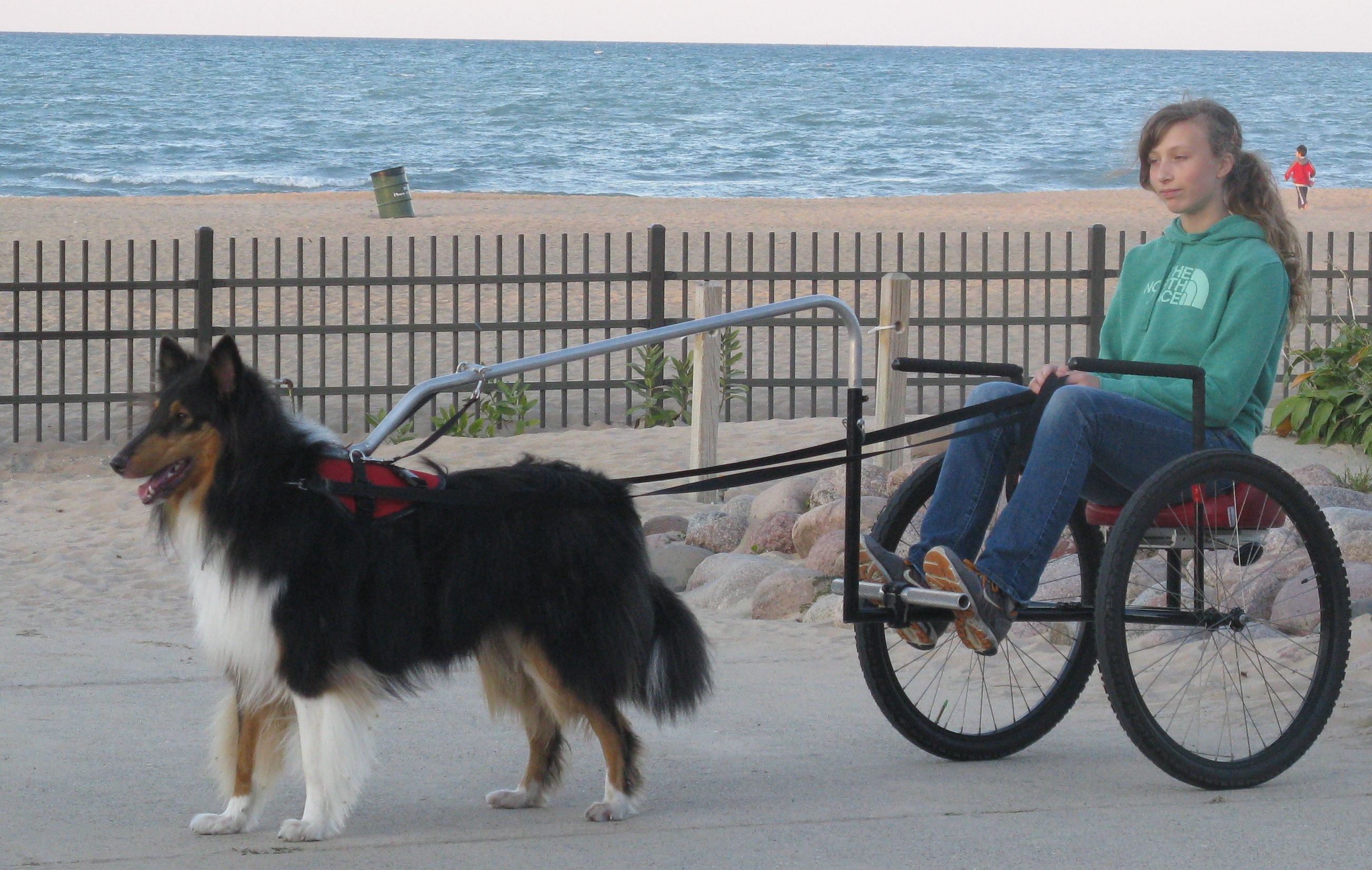 The Wonderful World of Dog Carting