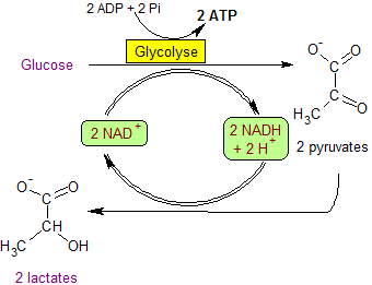 Figura 1. Glucólisis en la fermentación láctica.