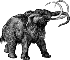 Mammoth sketch By Benjamin Waterhouse Hawkins [Public domain], via Wikimedia Commons