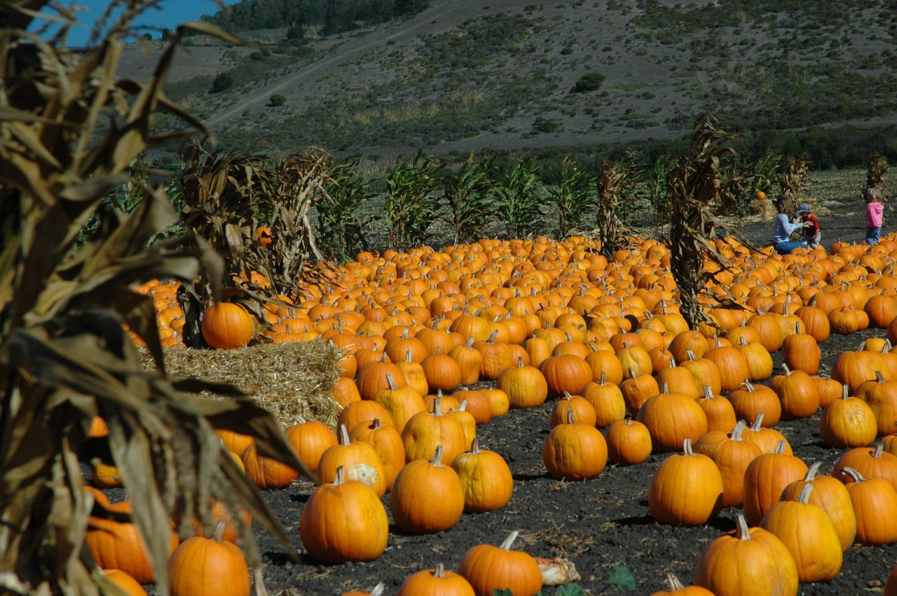 File:Pumpkin Patch.jpg - Wikimedia Commons