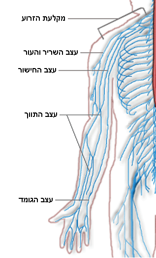 File:Upper limb Nervous system diagram heb.P