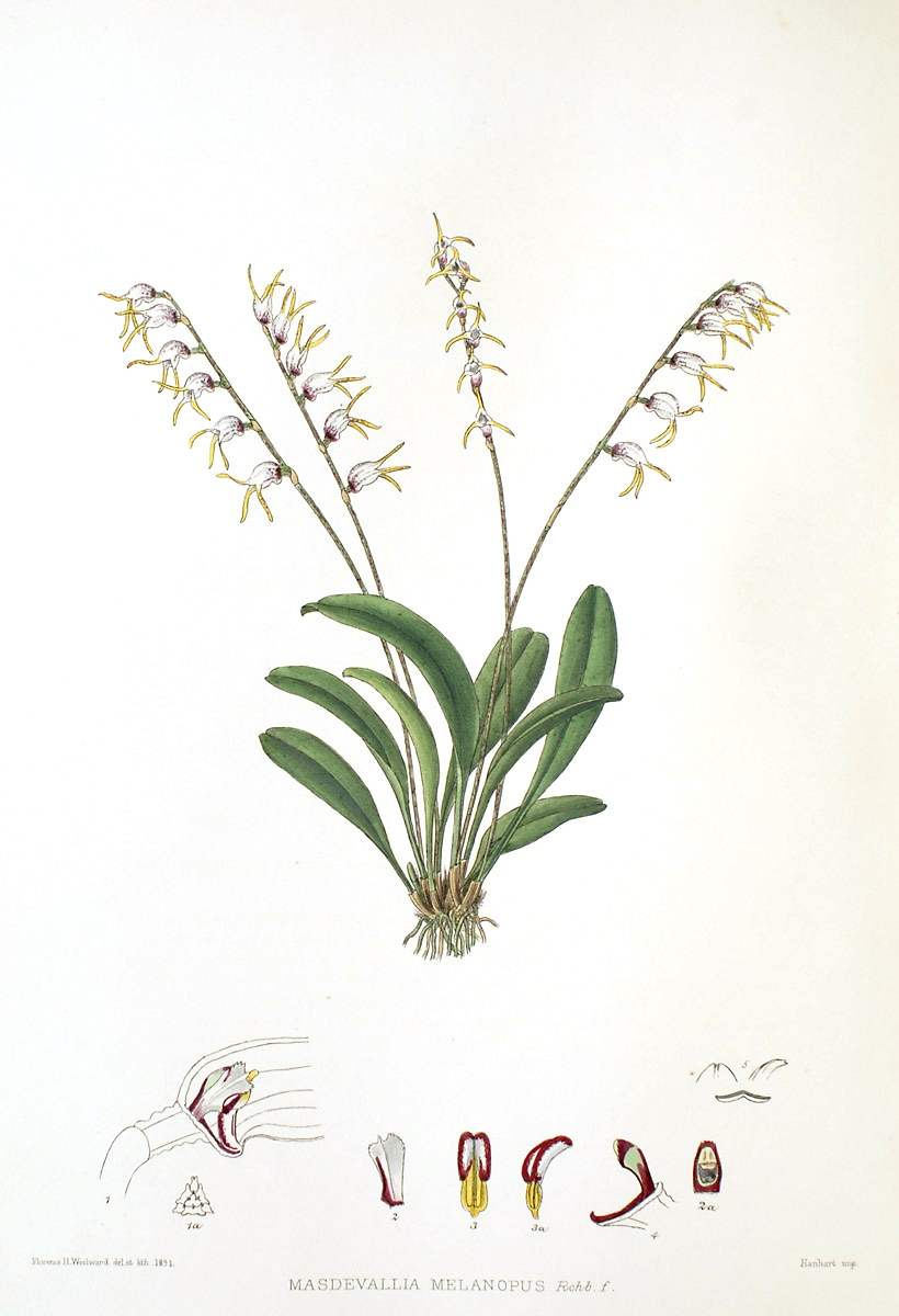 Masdevallia melanopus image