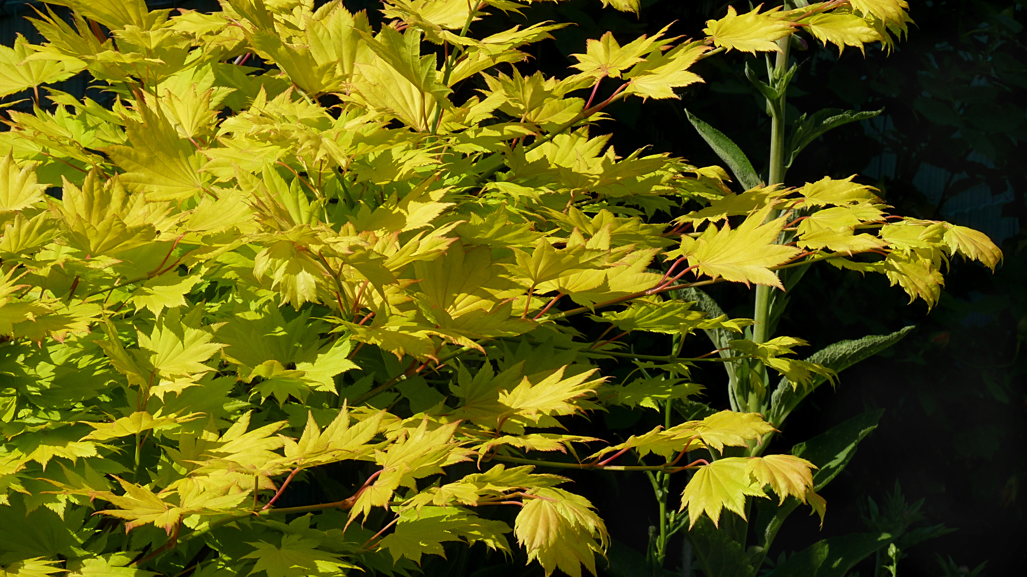 Acer Shirasawanum